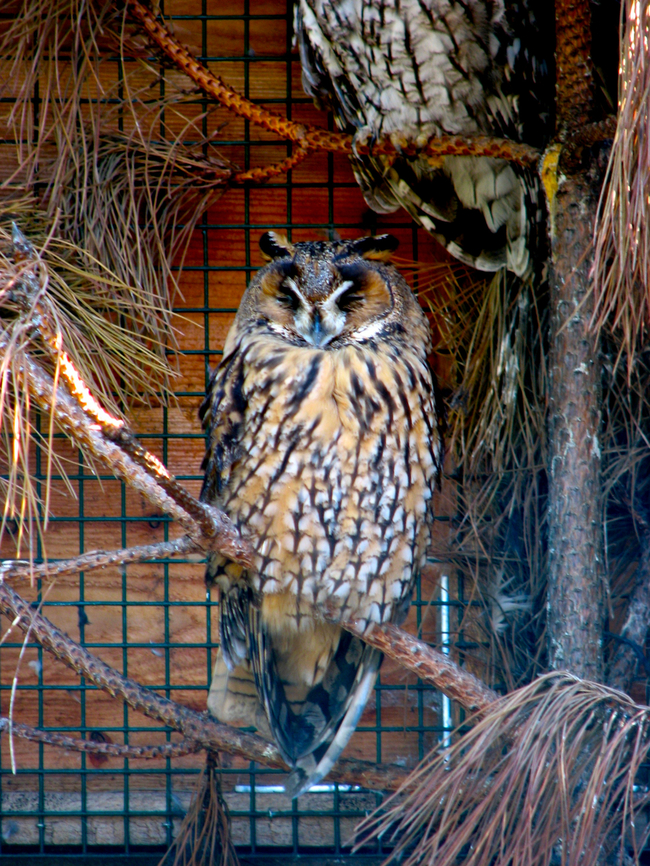 Long-eared Owl - Asio otus Seen in 2008 in the bird sanctuary that was placed in the nature reserve of Het Zwin in Belgium. Now this sanctuary does not exist anymore. The birds were redistributed among different zoos in the country.  Asio otus,Belgium,Geotagged,Long-eared Owl,Summer