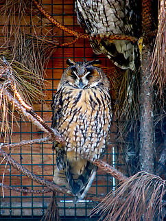 Long-eared Owl - Asio otus Seen in 2008 in the bird sanctuary that was placed in the nature reserve of Het Zwin in Belgium. Now this sanctuary does not exist anymore. The birds were redistributed among different zoos in the country.  Asio otus,Belgium,Geotagged,Long-eared Owl,Summer