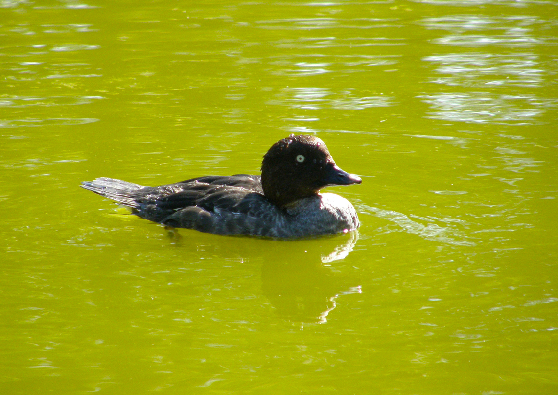 Common goldeneye - Bucephala clangula female Seen in 2008 in the bird sanctuary that was placed in the nature reserve of Het Zwin in Belgium. Now this sanctuary does not exist anymore. The birds were redistributed among different zoos in the country.  Belgium,Bucephala clangula,Common goldeneye,Geotagged,Summer