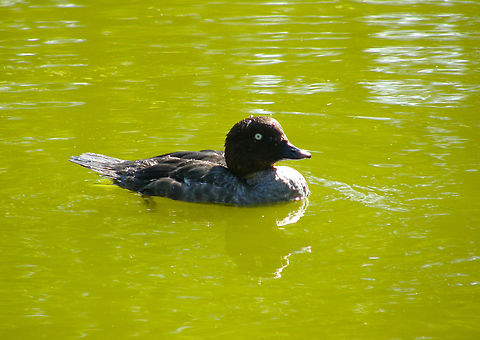 Common goldeneye - Bucephala clangula female Seen in 2008 in the bird sanctuary that was placed in the nature reserve of Het Zwin in Belgium. Now this sanctuary does not exist anymore. The birds were redistributed among different zoos in the country.  Belgium,Bucephala clangula,Common goldeneye,Geotagged,Summer