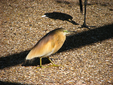 Squacco Heron - Ardeola ralloides Seen in 2008 in the bird sanctuary that was placed in the nature reserve of Het Zwin in Belgium. Now this sanctuary does not exist anymore. The birds were redistributed among different zoos in the country.  Ardeola ralloides,Belgium,Geotagged,Squacco Heron,Summer