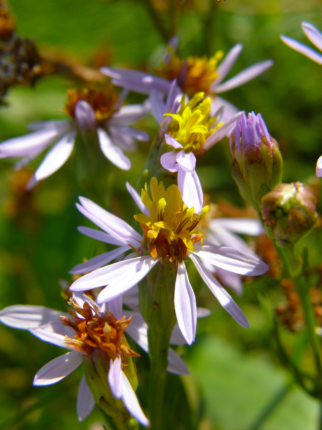 Sea aster - Tripolium pannonicum Wild in Het Zwin. Belgium,Geotagged,Sea aster,Summer,Tripolium pannonicum