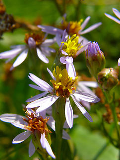 Sea aster - Tripolium pannonicum Wild in Het Zwin. Belgium,Geotagged,Sea aster,Summer,Tripolium pannonicum