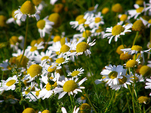 Sea Mayweed - Tripleurospermum maritimum Het Zwin. Belgium,Geotagged,Sea Mayweed,Summer,Tripleurospermum maritimum
