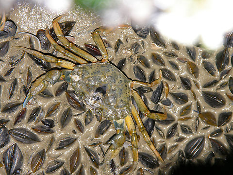 Common littoral crab - Carcinus maenas Seen in a shoreline pier in Blankenberge, Belgium. Belgium,Carcinus maenas,Common littoral crab,Geotagged,Summer