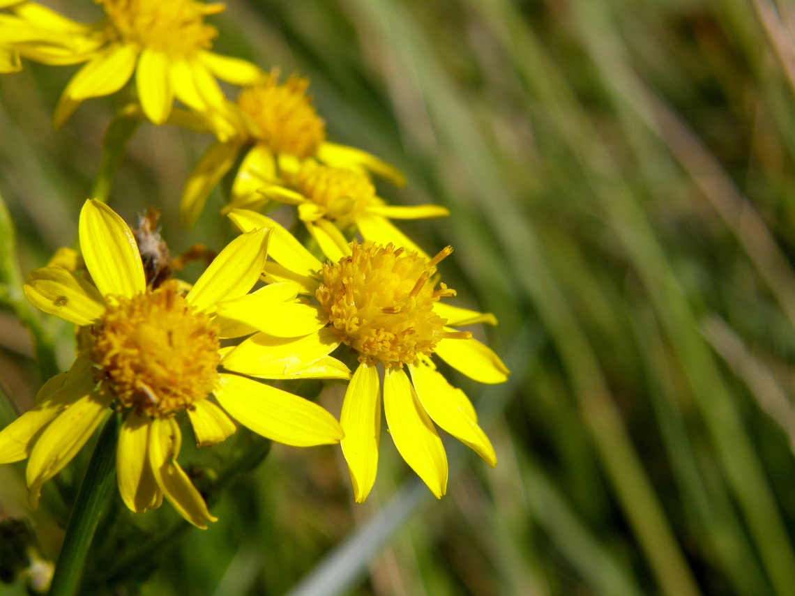 Hoary ragwort - Jacobaea erucifolia Het Zwin, Belgium.<br />
<a href="https://waarnemingen.be/species/7446/maps/?start_date=2022-05-19&amp;interval=15552000&amp;end_date=2022-11-15&amp;map_type=grid10k" rel="nofollow">https://waarnemingen.be/species/7446/maps/?start_date=2022-05-19&amp;interval=15552000&amp;end_date=2022-11-15&amp;map_type=grid10k</a> Belgium,Geotagged,Jacobaea erucifolia,Summer