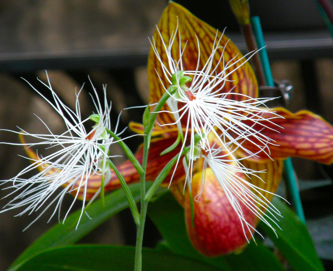 Habenaria medusa Seen in 2008 orchid exhibit in Kruidtuin Leuven. Belgium,Geotagged,Habenaria medusa,Summer