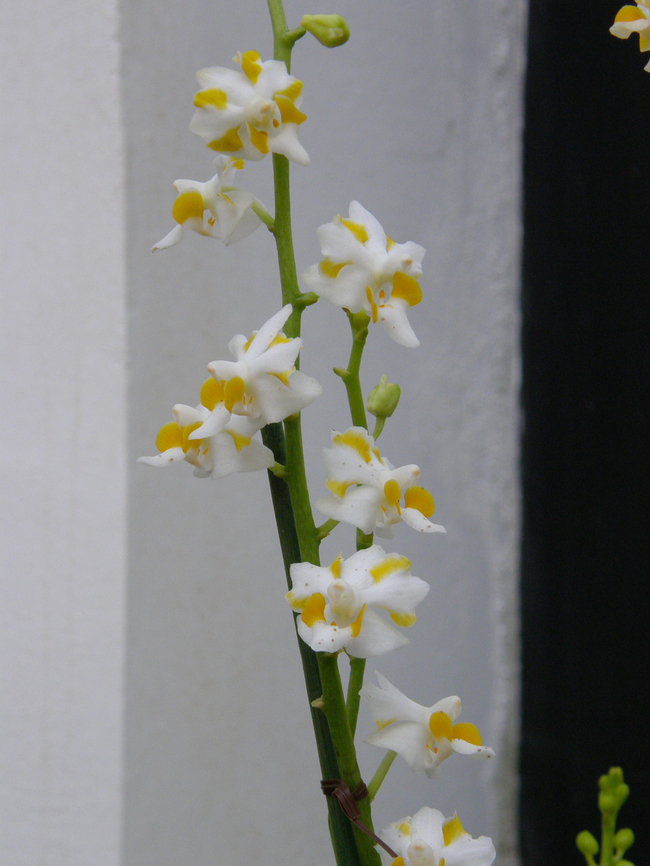 Phalaenopsis pulcherrima Seen in 2008 orchid exhibit in Kruidtuin Leuven.  Belgium,Geotagged,Phalaenopsis pulcherrima,Summer