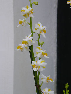 Phalaenopsis pulcherrima Seen in 2008 orchid exhibit in Kruidtuin Leuven.  Belgium,Geotagged,Phalaenopsis pulcherrima,Summer