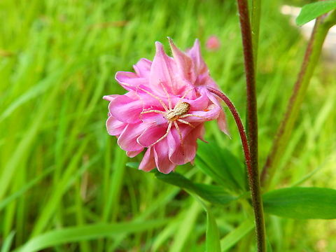 Philodromid Crab Spider - Philodromus dispar On an Aquilegia vulgaris flower. Belgium,Geotagged,Philodromid Crab Spider,Philodromus dispar,Spring