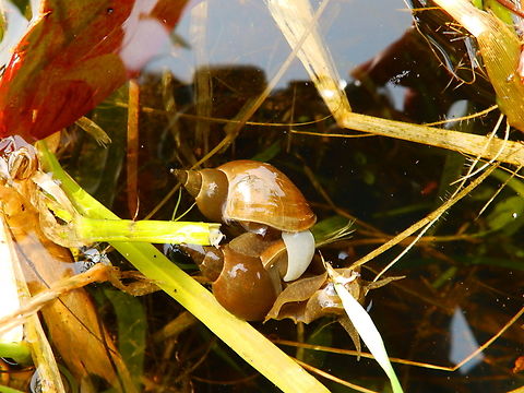 Great Pond Snail - Lymnaea stagnalis (mating)  Belgium,Geotagged,Great Pond Snail,Lymnaea stagnalis,Spring