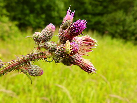Potato Mirid - Closterotomus norwegicus  Belgium,Closterotomus norvegicus,Geotagged,Potato Mirid,Summer