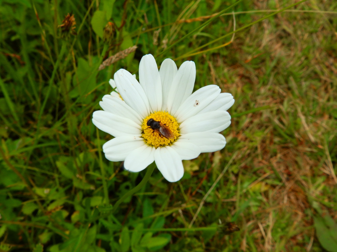Cheilosia impressa  Belgium,Cheilosia impressa,Geotagged,Summer