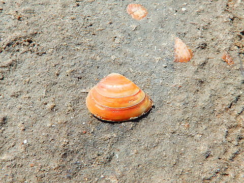 Spisula subtruncata  Belgium,Cut through shell,Geotagged,Spisula subtruncata,Summer