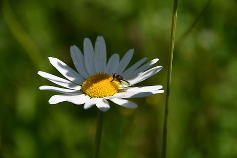 Green colonel - Oplodontha viridula  Geotagged,Netherlands,Oplodontha viridula,Spring