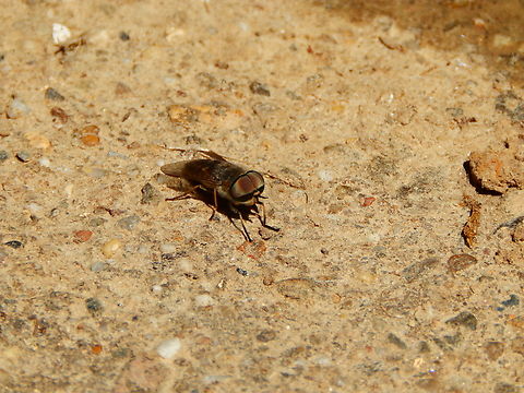 Large marsh horsefly - Tabanus autumnalis  Geotagged,Netherlands,Spring,Tabanus autumnalis