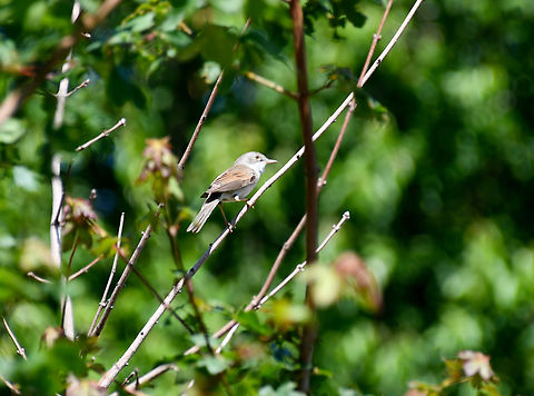 Common whitethroat - Curruca/Sylvia communis  Common whitethroat,Geotagged,Netherlands,Spring,Sylvia communis
