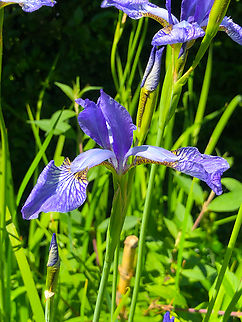 Iris sibirica Possibly planted around the lakes and then grown for further generations as wild. Belgium,Geotagged,Iris sibirica,Siberian iris,Spring