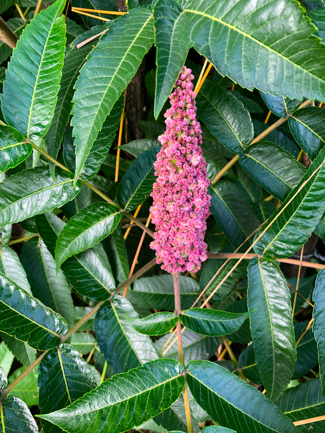 Rhus typhina  Belgium,Geotagged,Rhus typhina,Staghorn Sumac,Summer