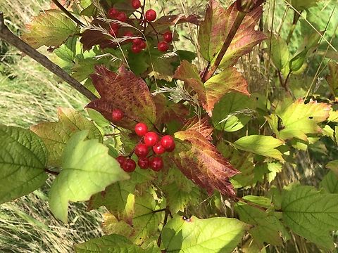 Viburnum opulus  Belgium,Geotagged,Guelder-rose,Summer,Viburnum opulus