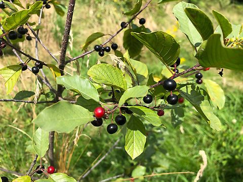 Alder buckthorn - Frangula alnus  Alder buckthorn,Belgium,Frangula alnus,Geotagged,Summer