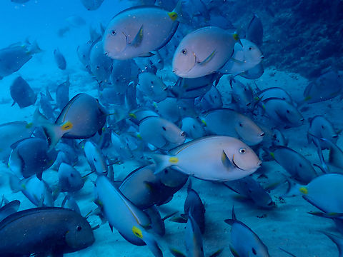 Monrovia doctorfish - Acanthurus monroviae Diving in Sal, Cabo Verde. Acanthurus monroviae,Cape Verde,Fall,Geotagged