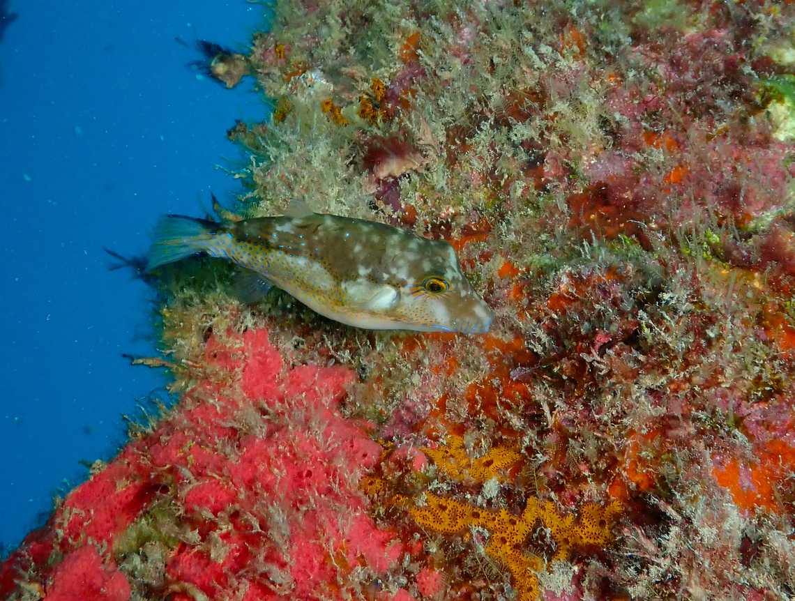 Macaronesian Sharpnose-Puffer - Canthigaster capistrata Diving in Sal, Cabo Verde.  Canthigaster capistrata,Cape Verde,Fall,Geotagged,Macaronesian Sharpnose-Puffer