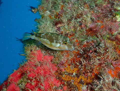 Macaronesian Sharpnose-Puffer - Canthigaster capistrata Diving in Sal, Cabo Verde.  Canthigaster capistrata,Cape Verde,Fall,Geotagged,Macaronesian Sharpnose-Puffer