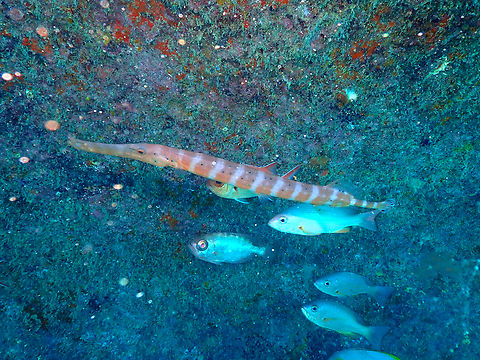 Atlantic trumpetfish - Aulostomus strigosus Diving in Sal, Cabo Verde.  Atlantic trumpetfish,Aulostomus strigosus,Cape Verde,Fall,Geotagged