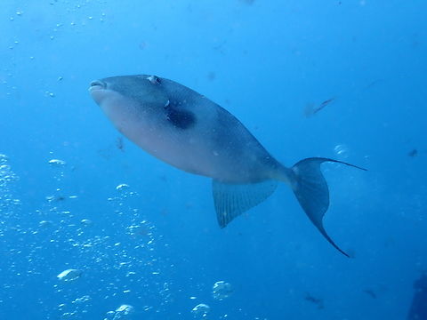Grey triggerfish - Balistes capriscus Diving in Sal, Cabo Verde.  Balistes capriscus,Cape Verde,Fall,Geotagged,Grey triggerfish