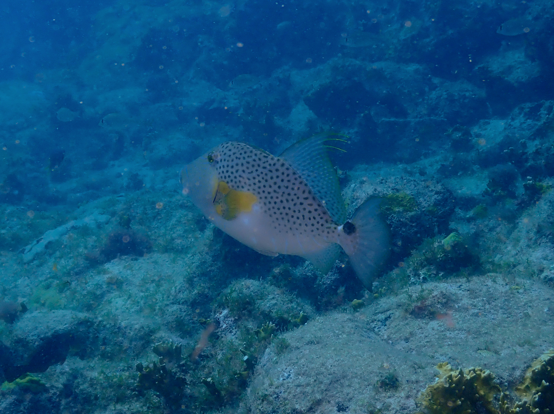 Bluespotted triggerfish - Balistes punctatus Diving in Sal, Cabo Verde.  Balistes punctatus,Bluespotted triggerfish,Cape Verde,Fall,Geotagged