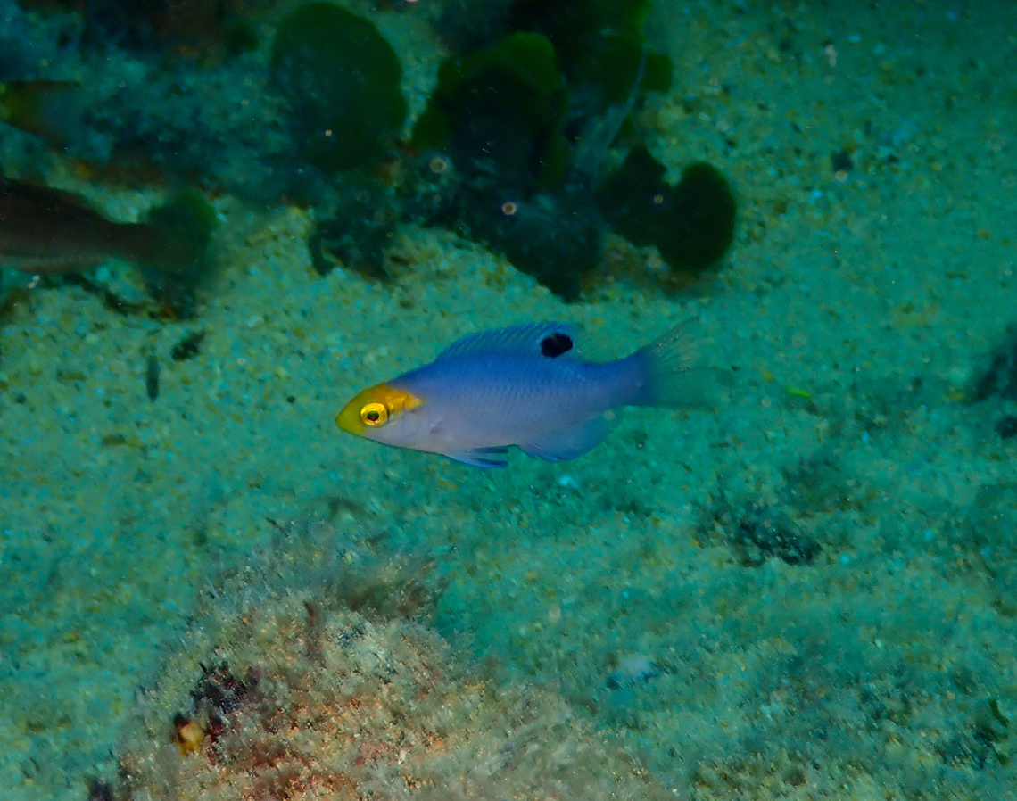 Bodianus speciosus (immature) Diving in Sal, Cabo Verde. Blackbar Hogfish,Bodianus speciosus,Cape Verde,Fall,Geotagged