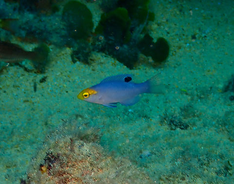 Bodianus speciosus (immature) Diving in Sal, Cabo Verde. Blackbar Hogfish,Bodianus speciosus,Cape Verde,Fall,Geotagged