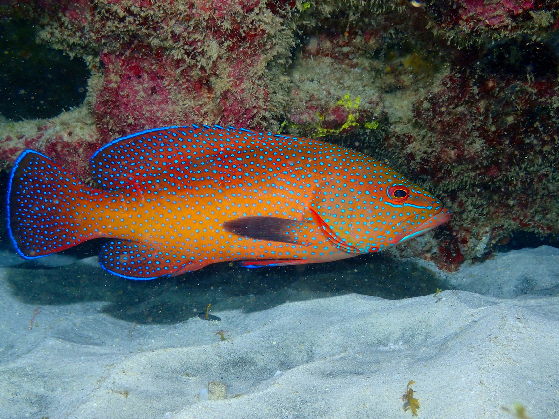 African hind_ Cephalopholis taeniops Diving in Sal, Cabo Verde.  Cape Verde,Cephalopholis taeniops,Fall,Geotagged