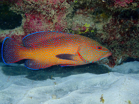 African hind_ Cephalopholis taeniops Diving in Sal, Cabo Verde.  Cape Verde,Cephalopholis taeniops,Fall,Geotagged