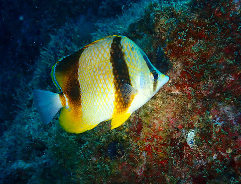 Three-banded butterflyfish - Chaetodon robustus Diving in Sal, Cabo Verde.  Cape Verde,Chaetodon robustus,Fall,Geotagged,Three-banded butterflyfish