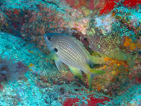 Chromis lubbocki Diving in Sal, Cabo Verde.  Cape Verde,Chromis lubbocki,Fall,Geotagged