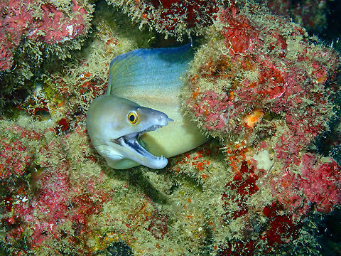 Purplemouth moray eel - Gymnothorax vicinus Diving in Sal, Cabo Verde.  Cape Verde,Fall,Geotagged,Gymnothorax vicinus,Purplemouth moray eel
