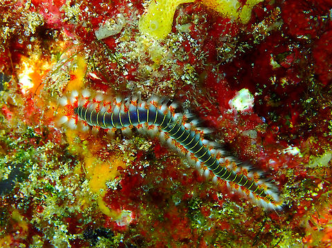 Hermodice nigrolineata Diving in Sal, Cabo Verde. Bearded fireworm,Cape Verde,Fall,Geotagged,Hermodice carunculata