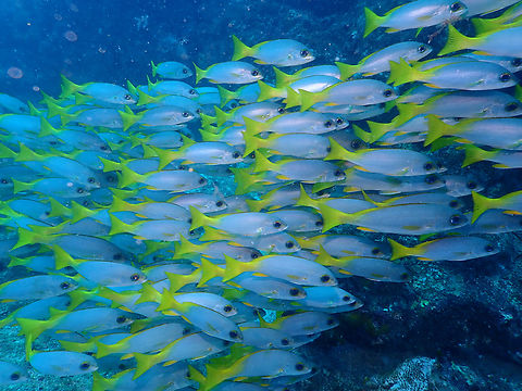 Parapristipoma humile Diving in Sal, Cabo Verde. Cape Verde,Fall,Geotagged,Guinean Grunt,Parapristipoma humile