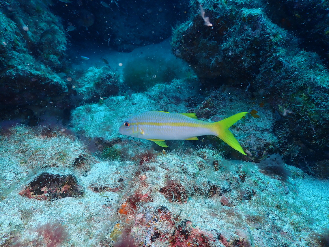 Yellow goatfish - Mulloidichthys martinicus Diving in Sal, Cabo Verde.  Cape Verde,Fall,Geotagged,Mulloidichthys martinicus,Yellow goatfish