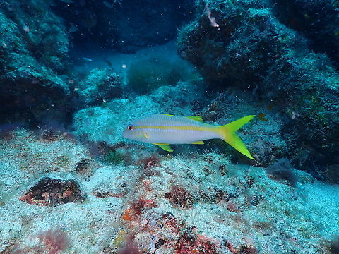 Yellow goatfish - Mulloidichthys martinicus Diving in Sal, Cabo Verde.  Cape Verde,Fall,Geotagged,Mulloidichthys martinicus,Yellow goatfish