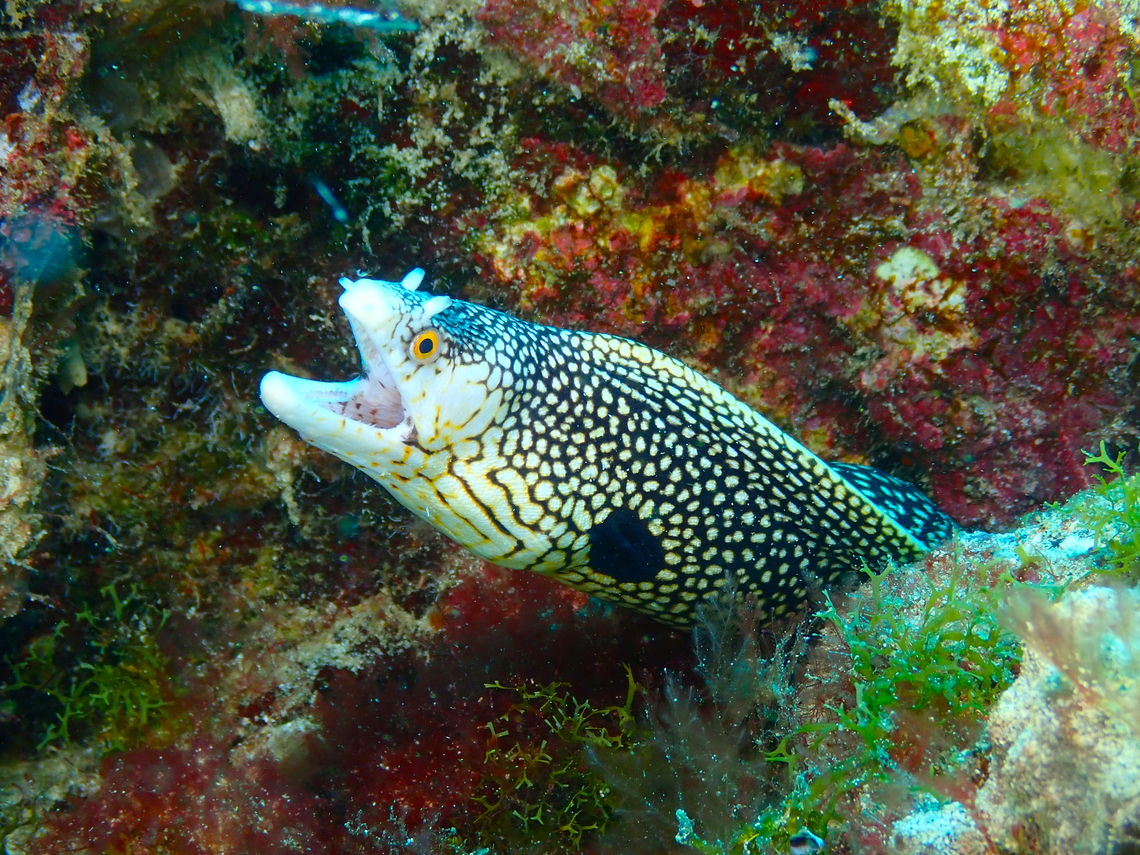 Honeycomb moray - Muraena melanotis Diving in Sal, Cabo Verde.  Cape Verde,Fall,Geotagged,Muraena melanotis