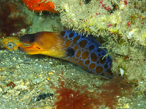 Stout Moray - Muraena_robusta (juvenile) Diving in Sal, Cabo Verde.  Cape Verde,Fall,Geotagged,Muraena robusta
