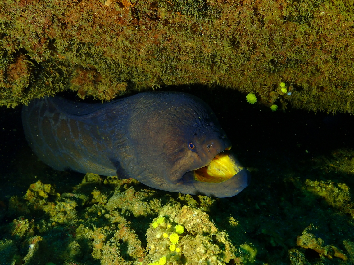 Stout Moray - Muraena_robusta (adult) Diving in Sal, Cabo Verde.  Cape Verde,Fall,Geotagged,Muraena robusta
