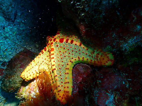 Oreaster clavatus Diving in Sal, Cabo Verde.  Cape Verde,Fall,Geotagged,Oreaster clavatus