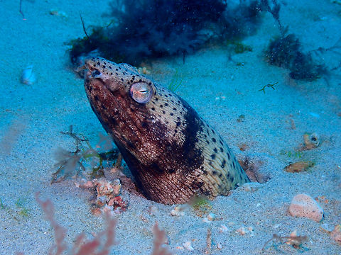 Spotted snake eel - Ophichthus ophis Diving in Sal, Cabo Verde.  Cape Verde,Fall,Geotagged,Ophichthus ophis