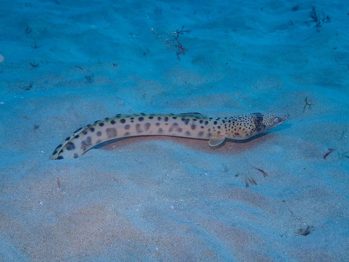 Spotted snake eel - Ophichthus ophis Here she is out of its burrow.<br />
Diving in Sal, Cabo Verde.  Cape Verde,Fall,Geotagged,Ophichthus ophis