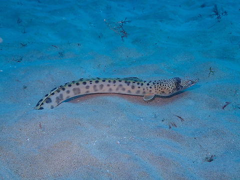 Spotted snake eel - Ophichthus ophis Here she is out of its burrow.
Diving in Sal, Cabo Verde.  Cape Verde,Fall,Geotagged,Ophichthus ophis
