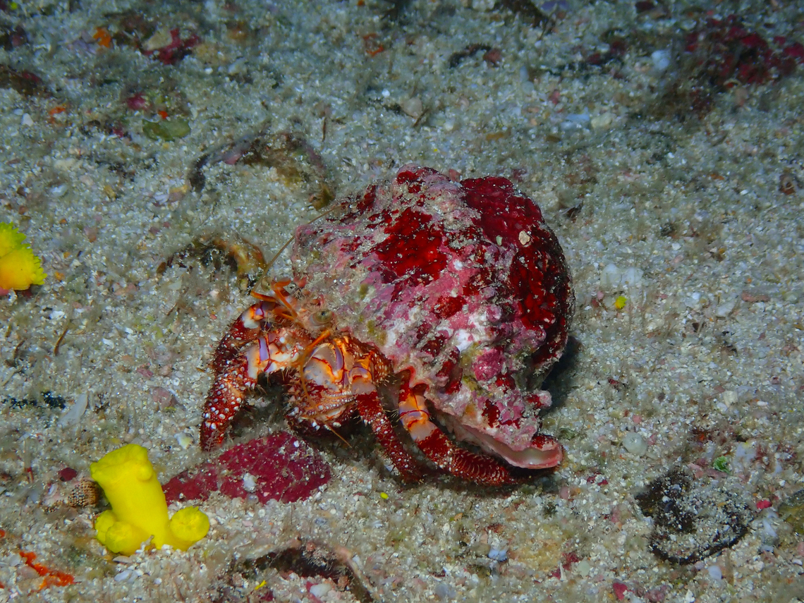 Dardanus calidus Diving in Sal, Cabo Verde.  Cape Verde,Dardanus calidus,Fall,Geotagged